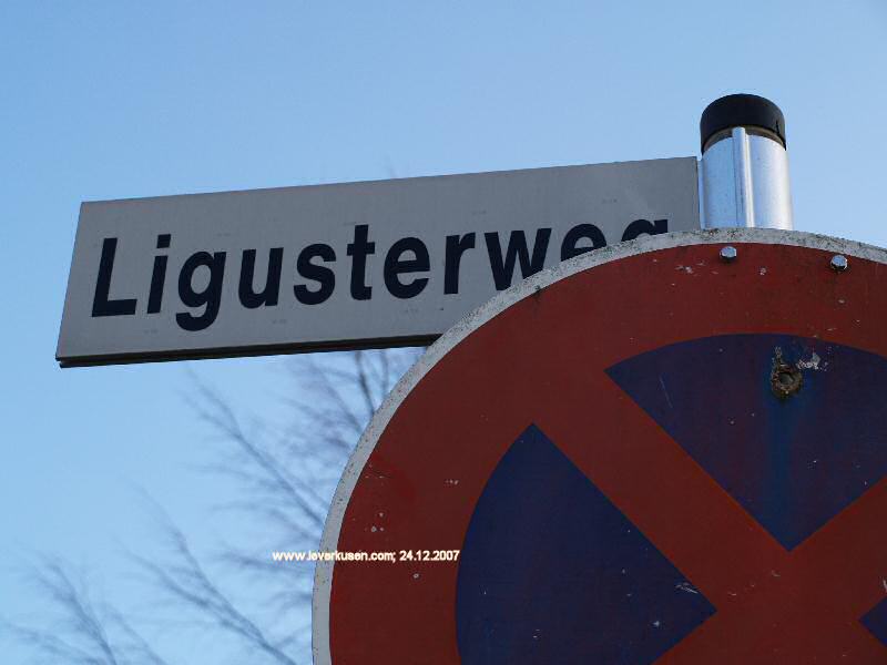 Foto der Ligusterweg: Straßenschild Ligusterweg
