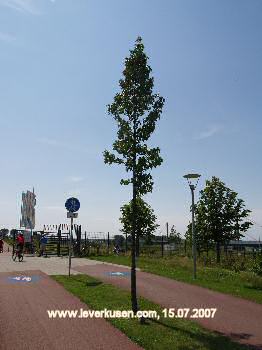 Laga-Baum Kasinogesellschaft