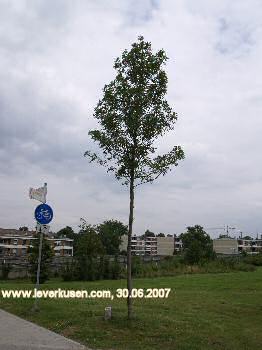Laga-Baum Harald Metzung