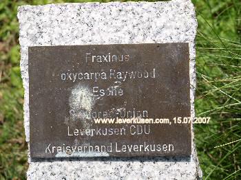 Plakette Laga-Baum Senioren-Union (CDU)