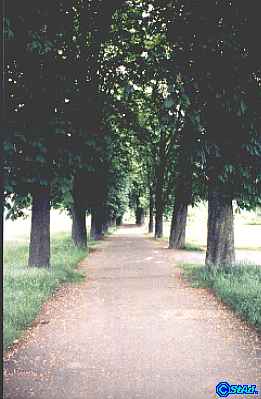 Kastanienallee