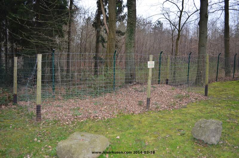 Waldfriedhof, Ameisenhaufen