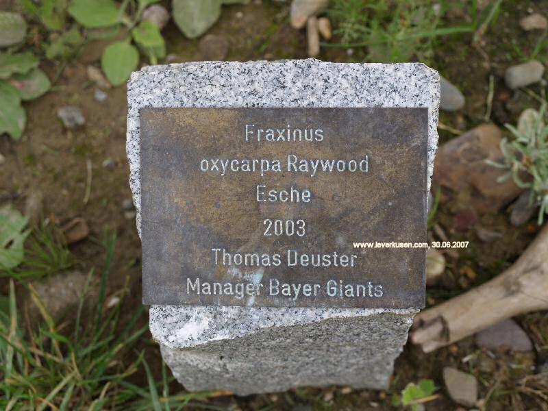 Laga-Baumpate: Thomas Deuster (Schild)
