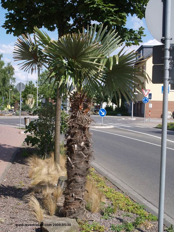 Rheindorfer Palmen