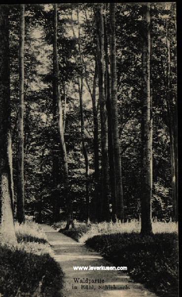 Foto der Im Bühl: Postkarte Waldpartie im Bühl