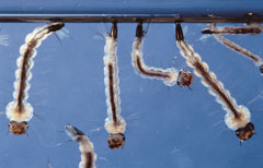 Foto Bayer AG