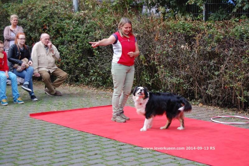 Tierheim: Tag der offenen Tür