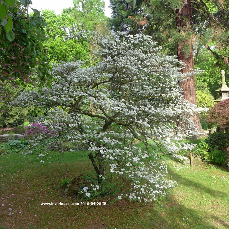 Japanischer Garten